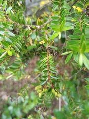 Leptospermum scoparium