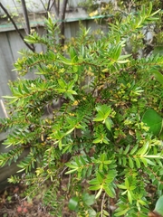 Leptospermum scoparium