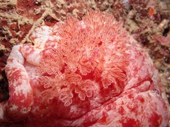 Hexabranchus