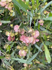 Dodonaea viscosa spatulata