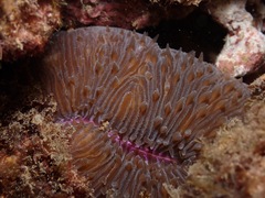 Lobactis scutaria
