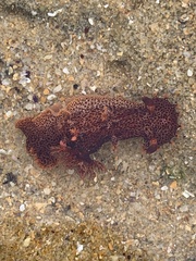 Plocamopherus imperialis