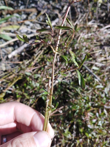 Image of Alternanthera nahui by (c) Joe Potter Butler, some rights reserved (CC BY)