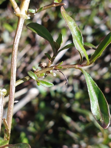 Image of Alternanthera nahui by (c) Joe Potter Butler, some rights reserved (CC BY)