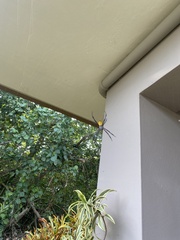 Argiope appensa