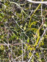 Scandia geniculata