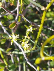Scandia geniculata
