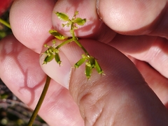 Scandia geniculata