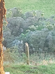 Dacelo novaeguineae novaeguineae