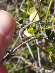 Scandia geniculata