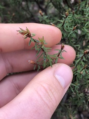 Pultenaea reflexifolia