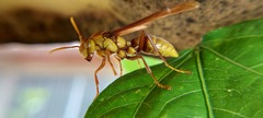 Polistes carnifex