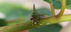 Umbonia