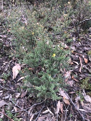 Pultenaea reflexifolia