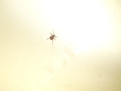 Gibbium aequinoctiale