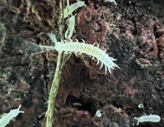 Onychiurinae