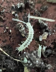 Onychiurinae