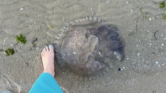 Pseudorhiza haeckeli