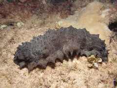Stichopus