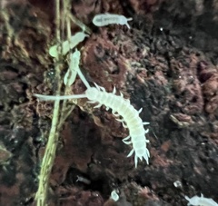 Onychiurinae