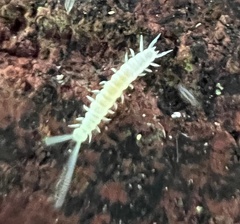 Onychiurinae