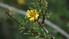 Limbarda crithmoides