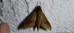 Xylophanes porcus