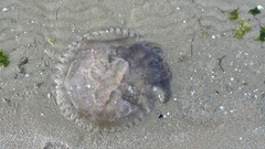 Pseudorhiza haeckeli