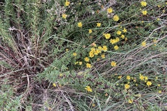 Limbarda crithmoides