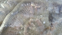 Pseudorhiza haeckeli