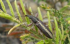 Rhinotia