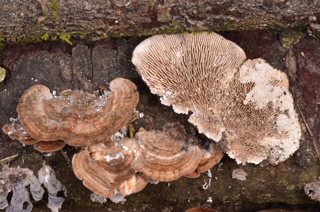 Trametes betulina · November 2022 · photo: © epopov (iNaturalist, cc-by)