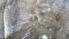 Pseudorhiza haeckeli