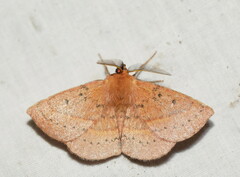 Anthela acuta