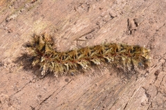 Lasiocampoidea