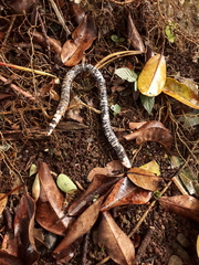 Amphisbaena fuliginosa