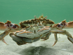 Ovalipes australiensis