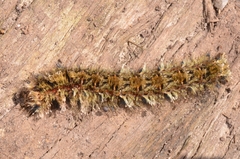 Lasiocampoidea