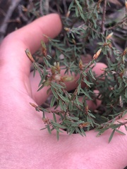 Pultenaea reflexifolia
