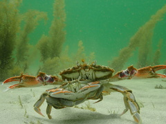 Ovalipes australiensis