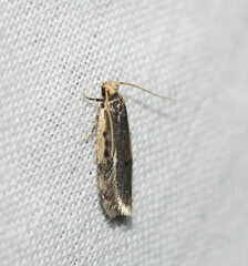 Hoplostega ochroma