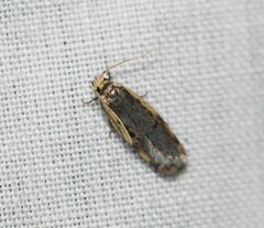 Hoplostega ochroma