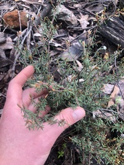 Pultenaea reflexifolia
