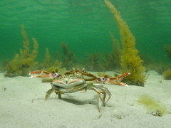 Ovalipes australiensis