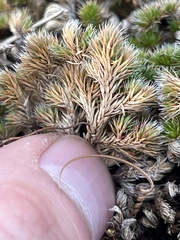 Selaginella hansenii