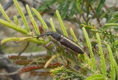 Rhinotia
