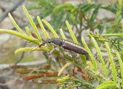 Rhinotia