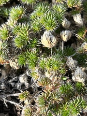 Selaginella hansenii
