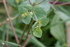 Euphorbia peplus