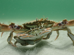 Ovalipes australiensis